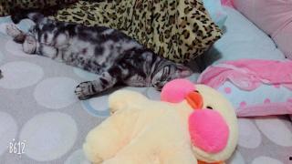 小奶猫 国产 直播视频  第3张